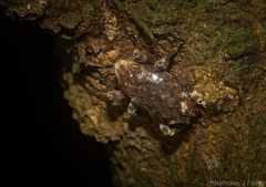 Poropterus bisignatus