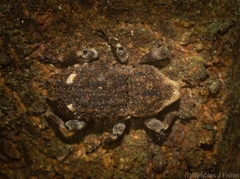 Poropterus bisignatus