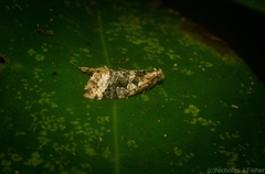 Aeolostoma scutiferana