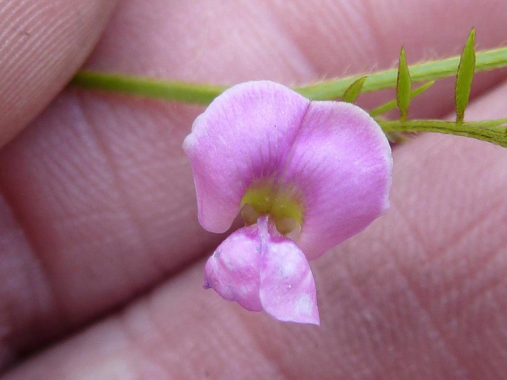 Tephrosia semiglabra
