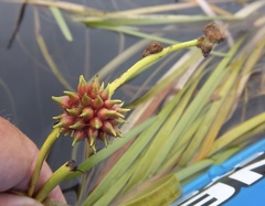 Sparganium fluctuans