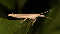 Ypsolopha mucronella