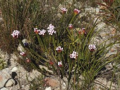 Sonderothamnus speciosus