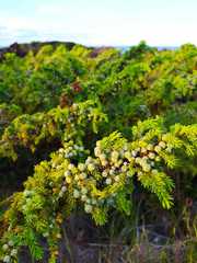 Juniperus brevifolia