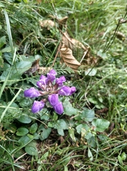 Prunella grandiflora