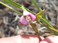 Disperis capensis