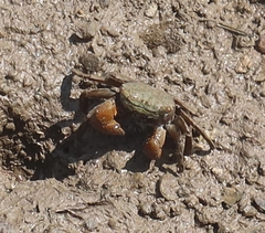 Parasesarma