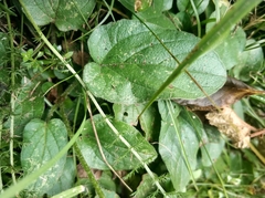 Prunella grandiflora