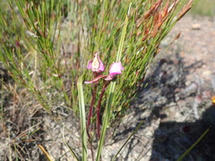 Disperis capensis