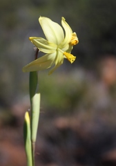 Moraea reflexa