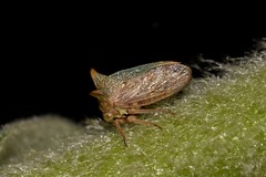Alosextius carinatus