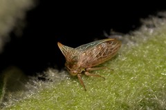Alosextius carinatus