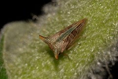 Alosextius carinatus