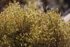 Dicerothamnus adpressus