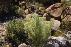 Paranomus tomentosus