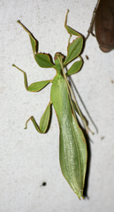 Cryptophyllium