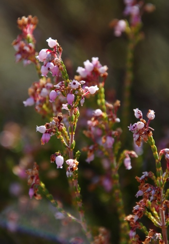 Image of Erica verecunda by (c) Tony Rebelo, some rights reserved (CC BY-SA)