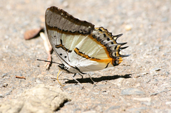 Polyura eudamippus