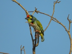 Psilopogon haemacephalus