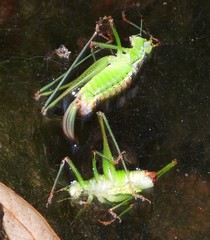 Andreiniimon nuptialis