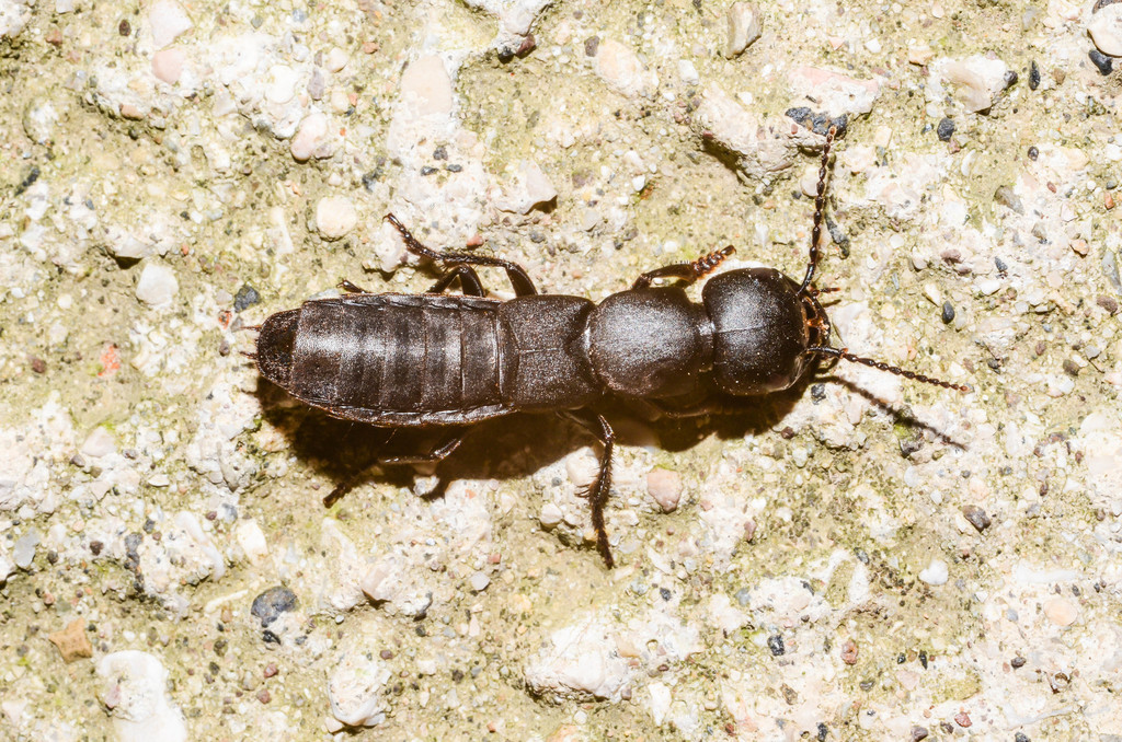Ocypus rhaeticus