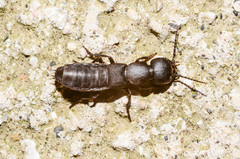 Ocypus rhaeticus