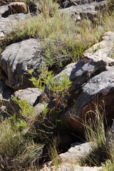 Notobubon tenuifolium
