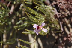 Pelargonium laevigatum oxyphyllum