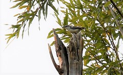 Sitta europaea albifrons