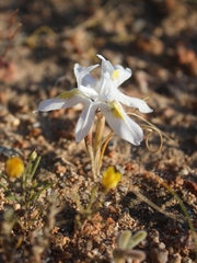 Moraea saxicola