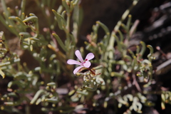 Pelargonium laevigatum oxyphyllum