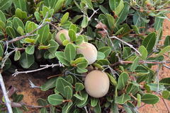 Ancylobothrys capensis