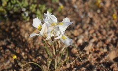 Moraea saxicola