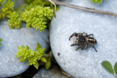 Pellenes tripunctatus