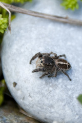 Pellenes tripunctatus