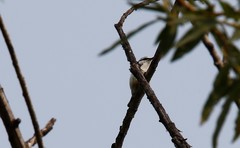 Sitta europaea albifrons