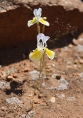 Moraea serpentina