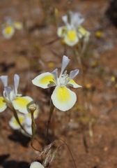 Moraea serpentina