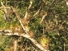 Tillandsia lucida