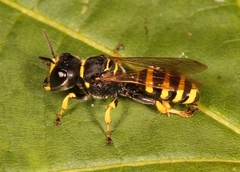 Ectemnius lituratus