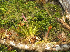Tillandsia lucida