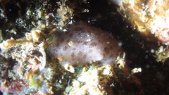 Discodoris coerulescens