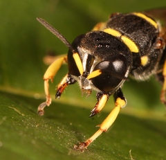 Ectemnius lituratus
