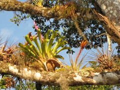 Tillandsia lucida