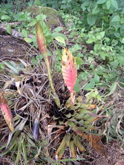 Tillandsia lampropoda