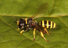 Ectemnius lituratus