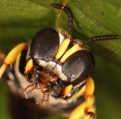 Ectemnius lituratus