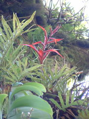 Tillandsia standleyi
