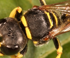 Ectemnius lituratus