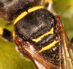 Ectemnius lituratus